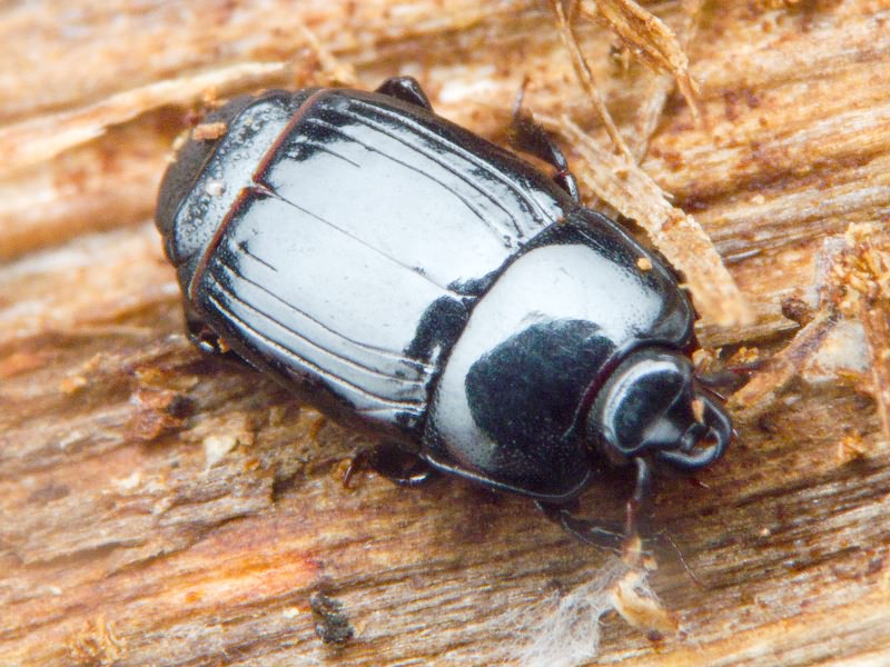 Platysoma compressum (Herbst, 1783)